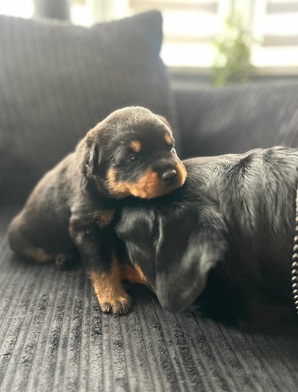 rottweiler-puppies-for-sale-1518581