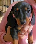 miniature-dashounds-for-sale-1515262