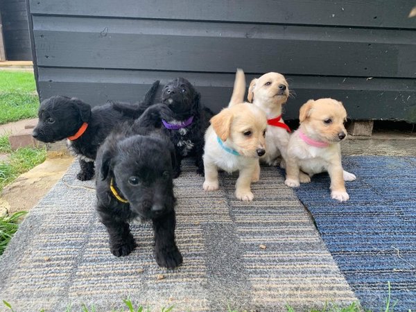 prachtig-jackapoo-puppy-klaar