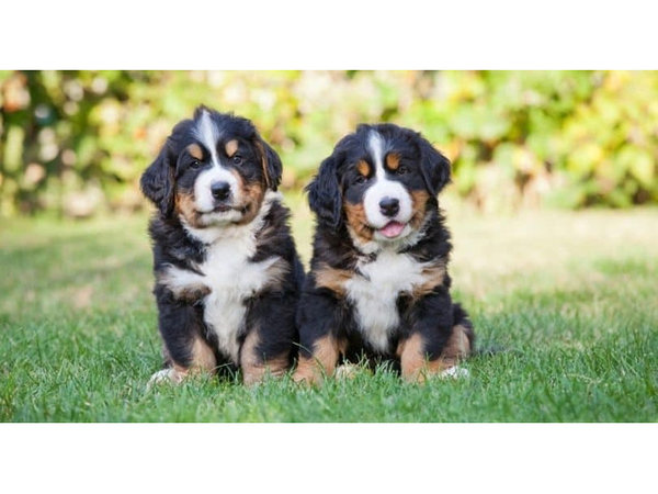 berner-mountain-puppies-geregistreerd