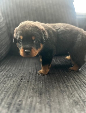 rottweiler-puppies-for-sale-1518579