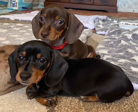 kc-well-bred-stunning-miniature-daschunds-1518540