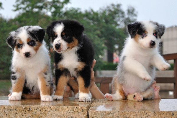 australische-herderpuppy-zoekt-voor-altijd-thuis