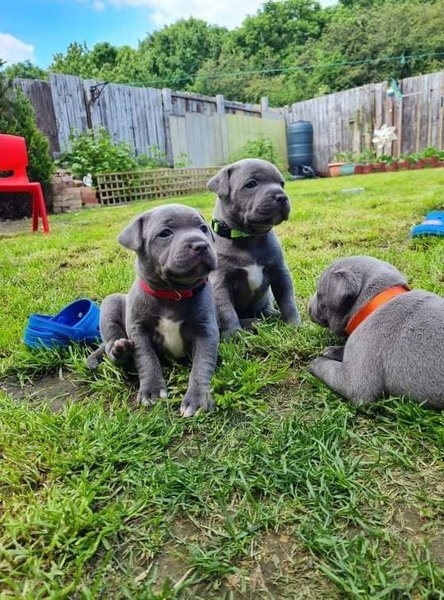 blauwe-staffordshire-bull-terrier-pups