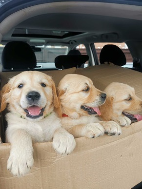 adorable-golden-retriever-puppies-for-sale-1520200