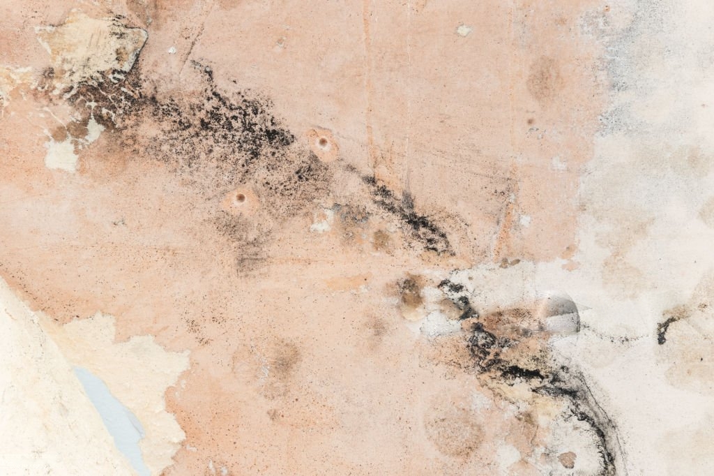 Black mould in rental property