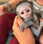 normal_img-20260103-wa0011