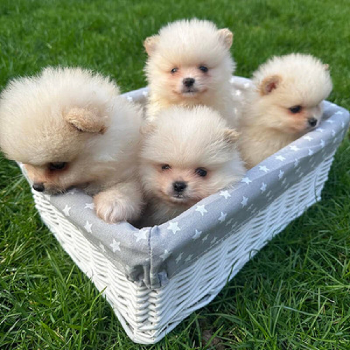 pomeranian