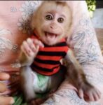 adorable-golden-retriever-puppies-for-sale-1520203