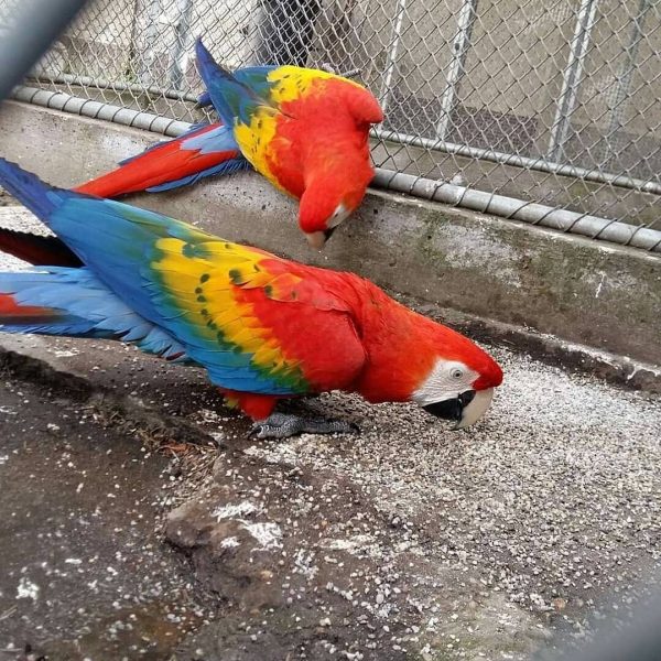 Breeding-Pair-Scarlet-Macaw-Parrots-Male-Female-1-600x600