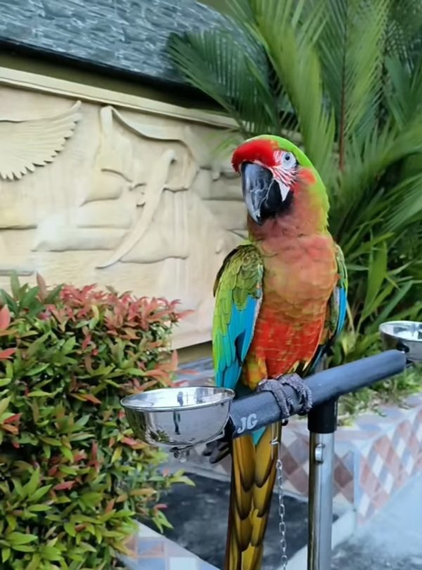 Calico-Macaw-Parrot-Lagon-2-600x811