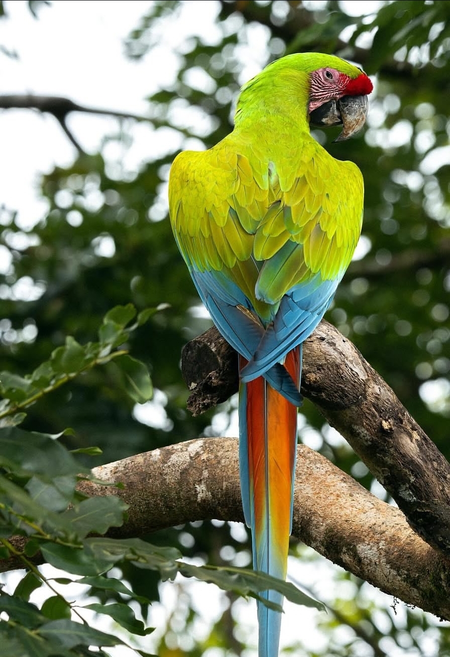Breeding-Pair-Buffon-Macaw-Parrots-Male-Female-1