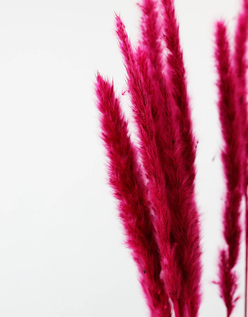 dried-fluffy-pampas-cerise-pink-10-stems-75-cm-1