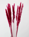 dried-fluffy-pampas-cerise-pink-10-stems-75-cm