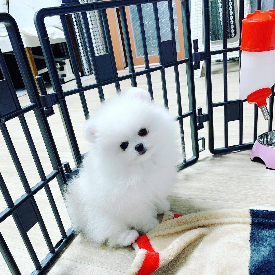 pom3
