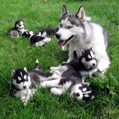Husky