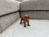 poodle2