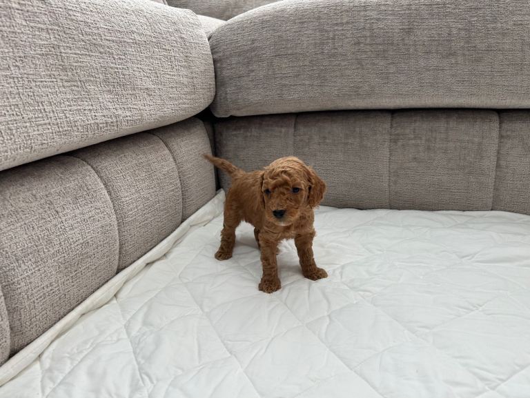 poodle2