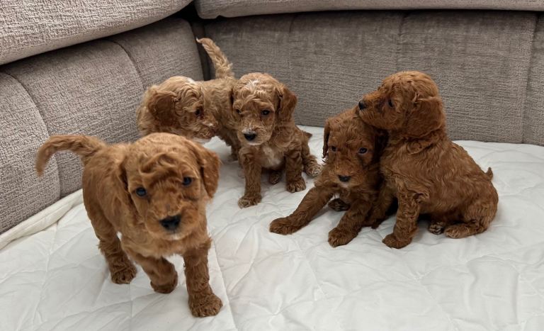 poodle