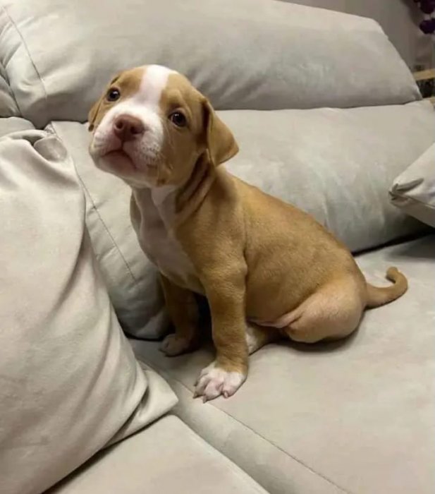 33188_f_18_american-pitbull-puppies-blueline
