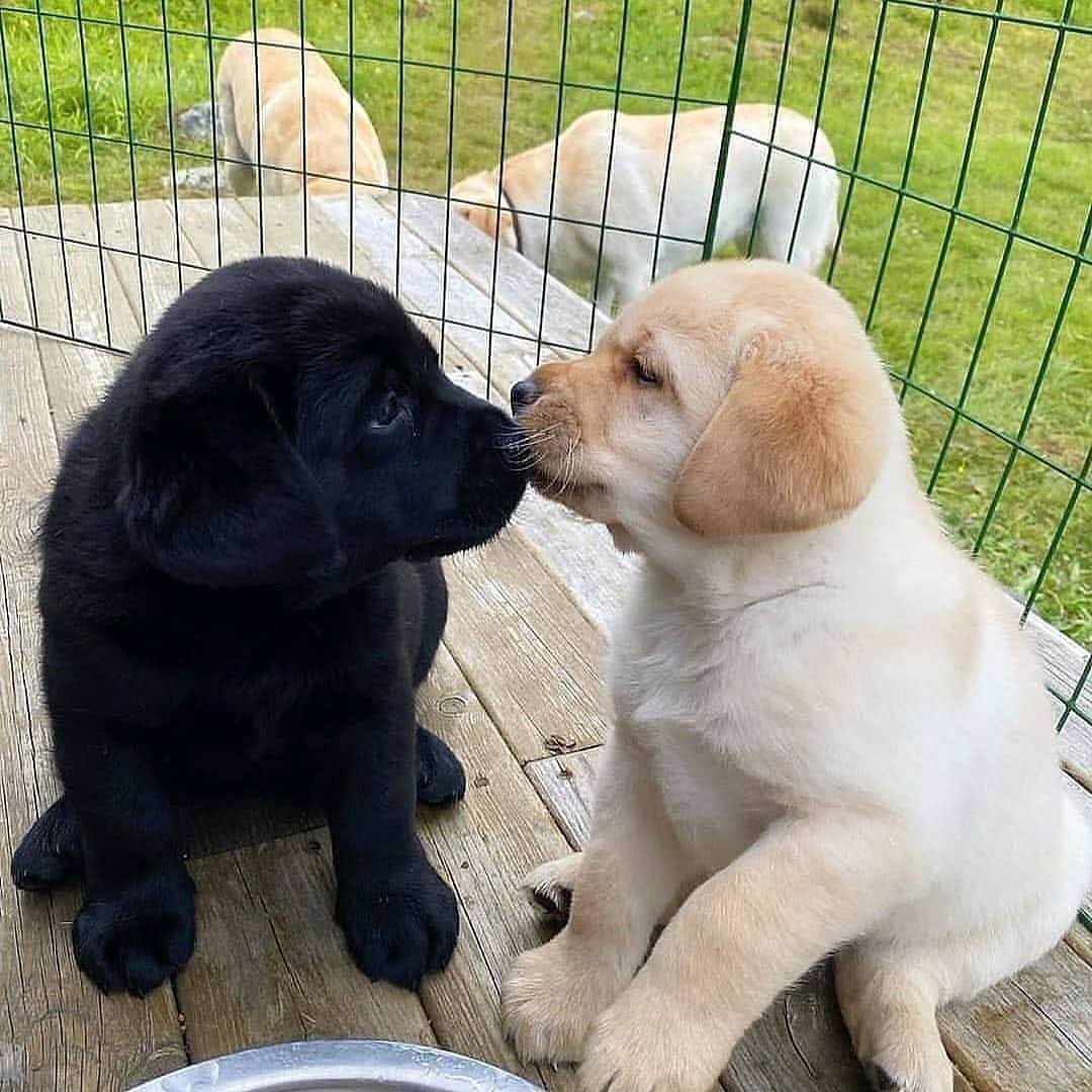 Labrador1