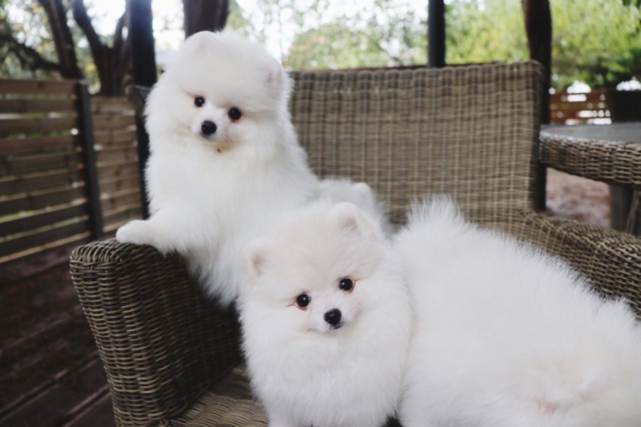 pom2