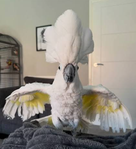 cockatoo