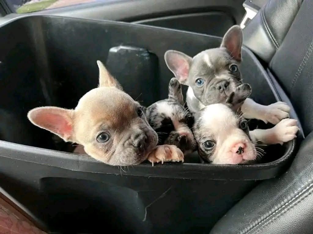 French bulldog1