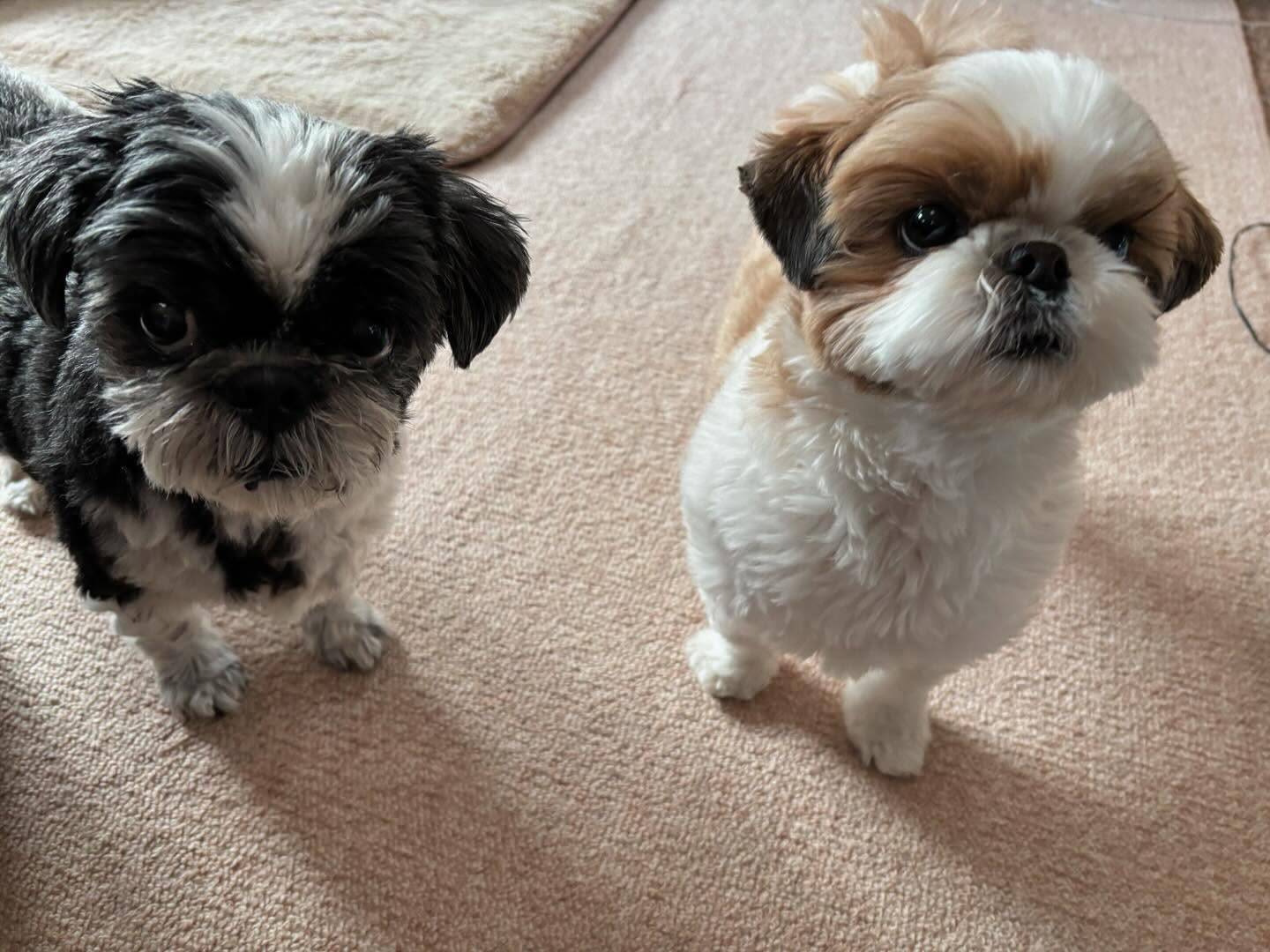 Shih Tzu1