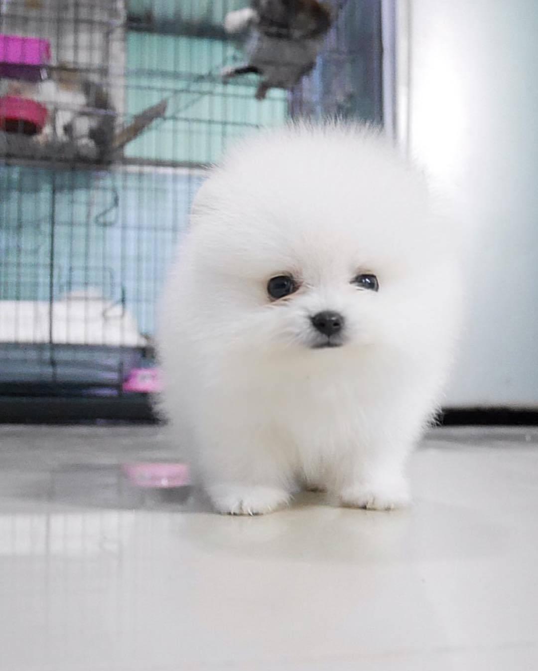 pom1
