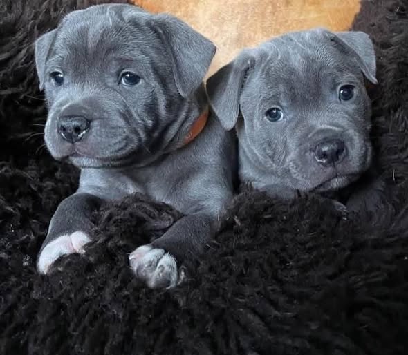pitbulll