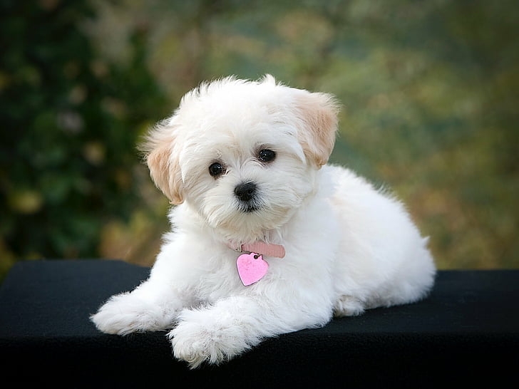 Maltese1