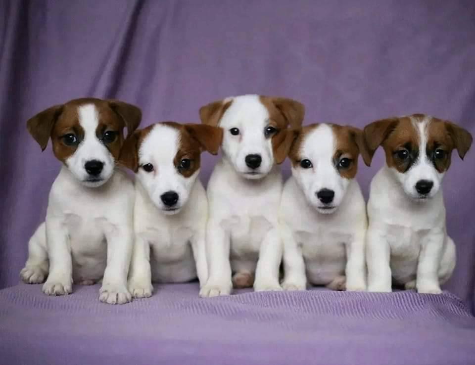 jack russell2