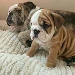 english bulldog