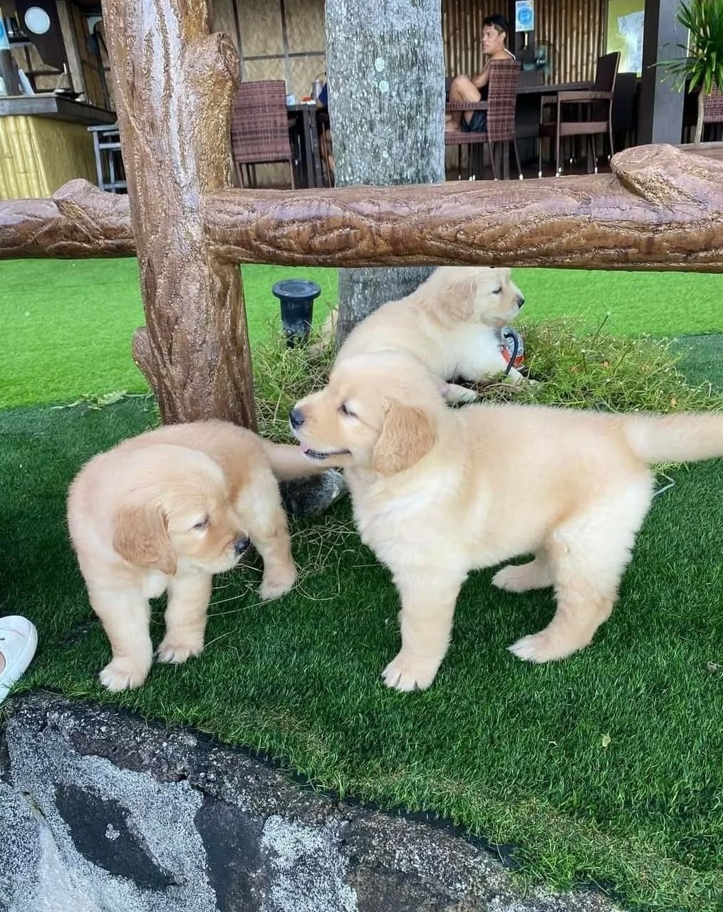 Golden Retriever1