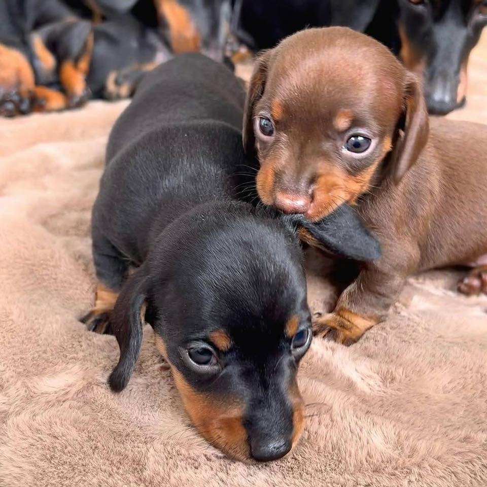 Dachshund2