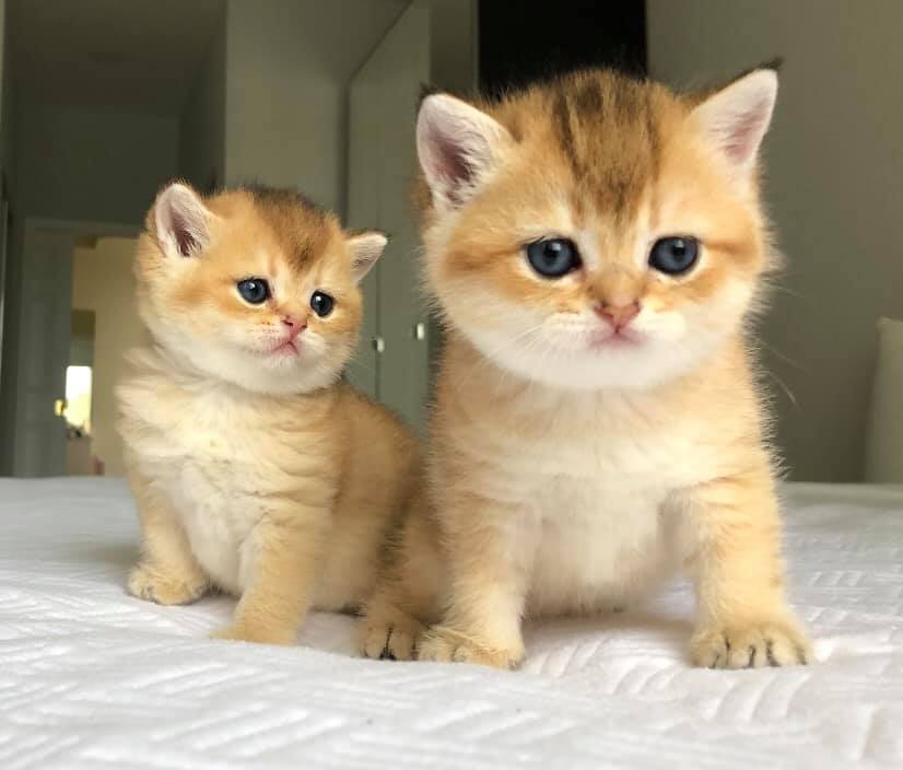male and femaleeee