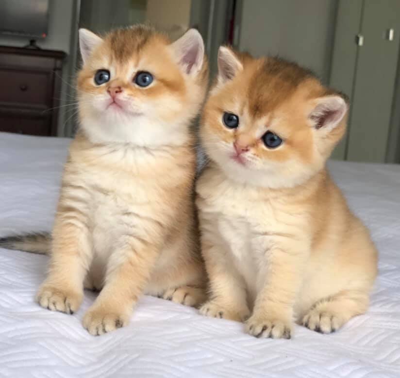 male and female