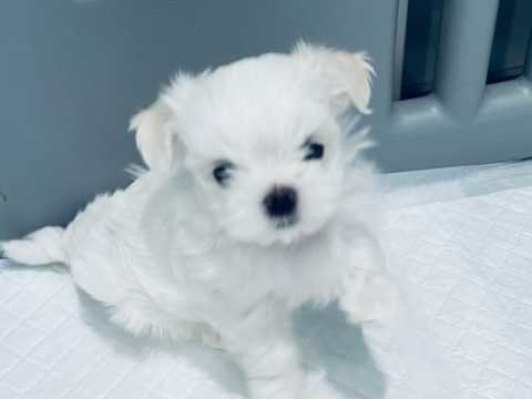 cute-maltese-puppies-for-rehoming
