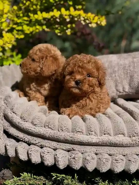 Poodle puppiesssssssss