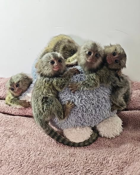 marmoset monkeys