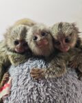 marmoset monkeysss