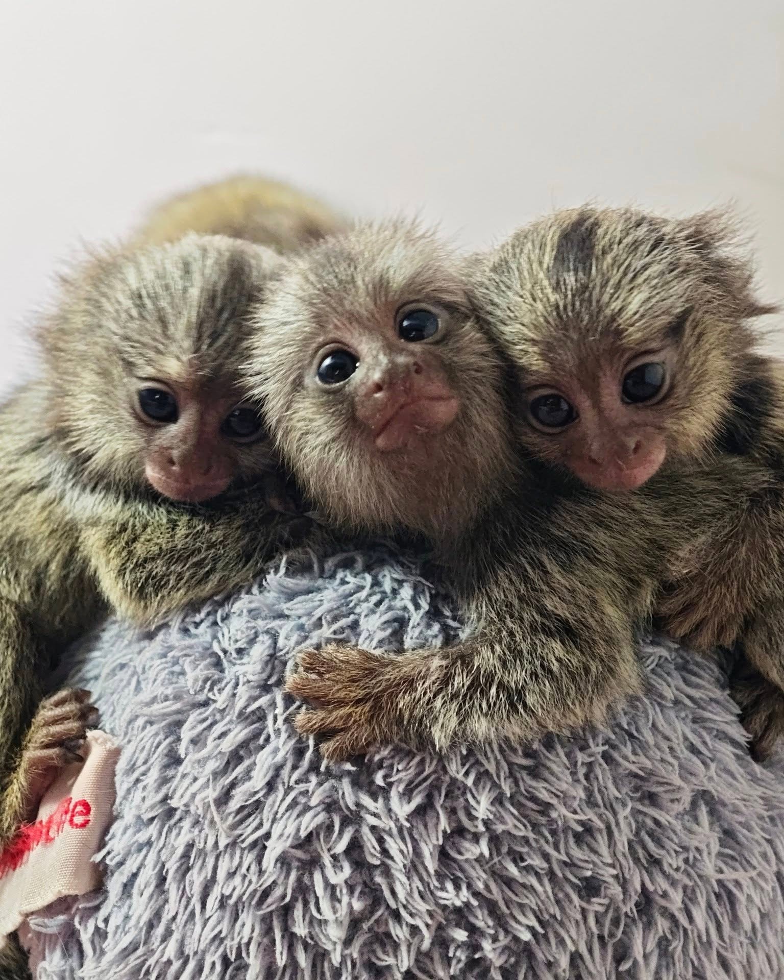 marmoset monkeysss