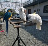 macaw and cockatoo  parrots