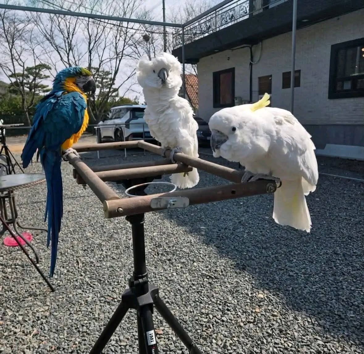 macaw and cockatoo  parrots