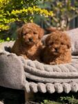 Poodle puppiessssssssss