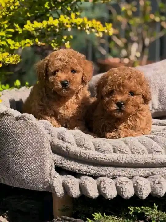 Poodle puppiessssssssss