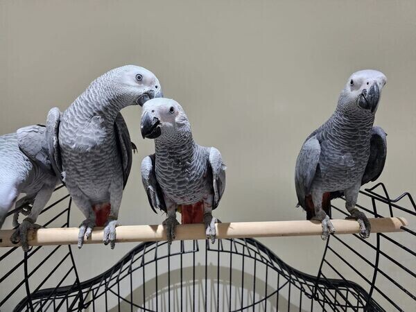 African Grey Parrotssz
