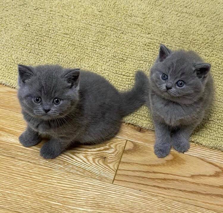 British short hair kittenn