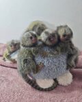 marmoset monkeyss